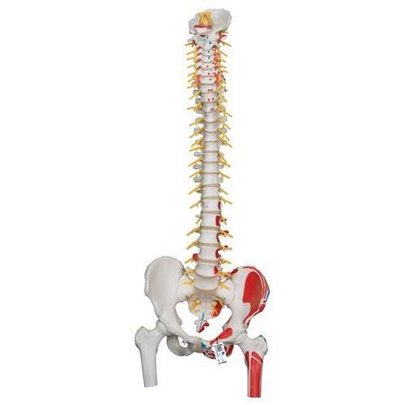 3B SCIENTIFIC Deluxe Flex. Spine with femur - w/ 3B Smart Anatomy 1000127